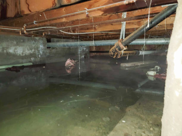 Best Carpet water damage restoration  in Eggertsville, NY